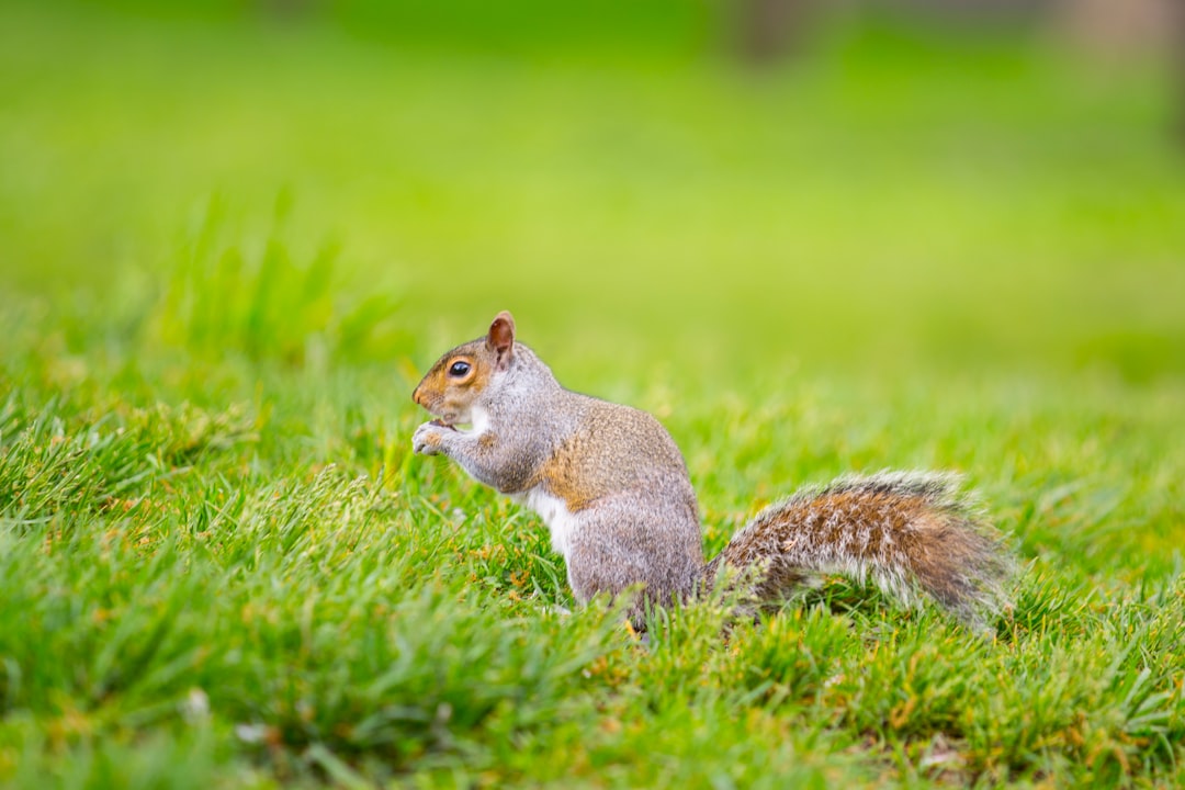 Аренда жилья в США